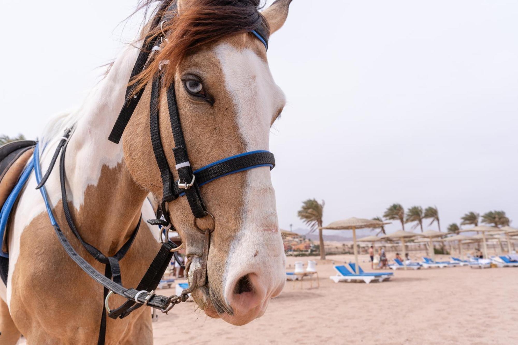Faraana Heights Aqua Park Hotel Sharm el-Sheikh Eksteriør billede